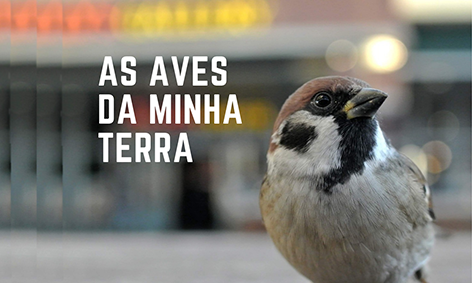 Aves e mensagens